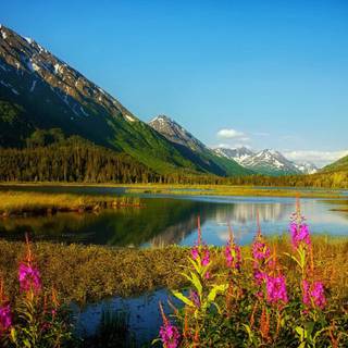 Free range wallpaper