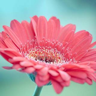 Gerbera flowers wallpaper