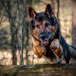 German Shepherd dog wallpaper