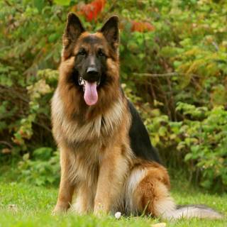 German Shepherd dog wallpaper