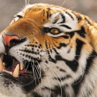 Tiger roaring wallpaper