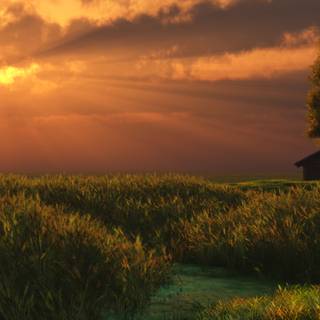 Summer evening wallpaper