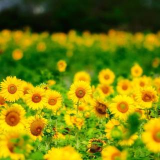 Sunflower garden wallpaper