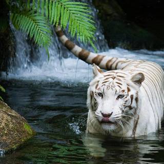 Beautiful tigers wallpaper