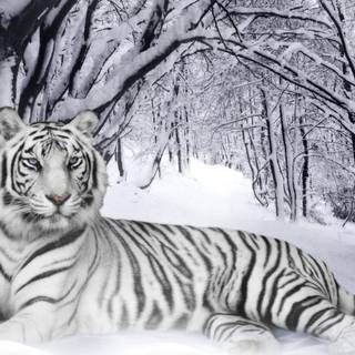 Beautiful tigers wallpaper