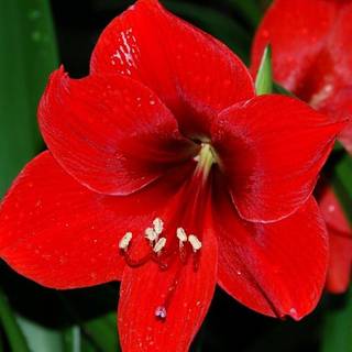 White Amaryllis wallpaper