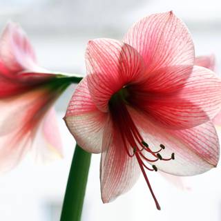 White Amaryllis wallpaper
