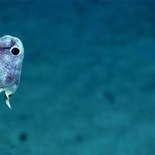 Creepy fish wallpaper