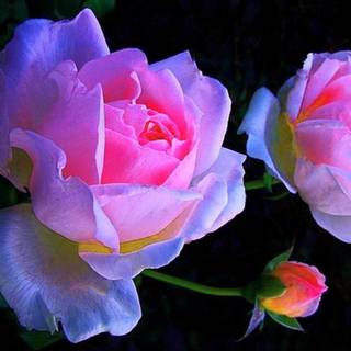 Pink and black flower wallpaper