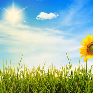 Flowers sunny day wallpaper