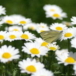 Daisy and bug wallpaper