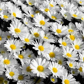 Daisy and bug wallpaper