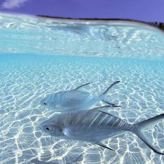 Pure water wallpaper