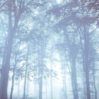 Bright forest wallpaper