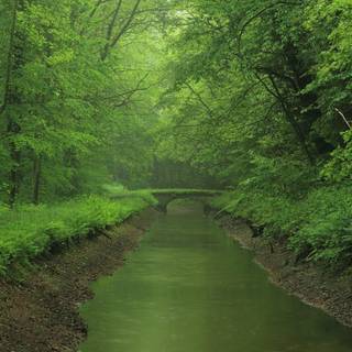 Bright forest wallpaper