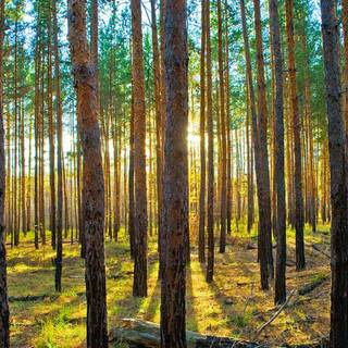 Bright forest wallpaper