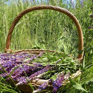 Basket of Lavender wallpaper