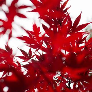 Red leaf fall wallpaper