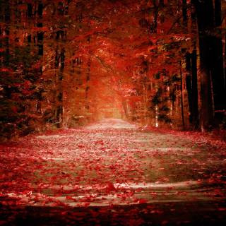Red leaf fall wallpaper