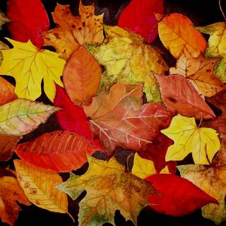 Red leaf fall wallpaper