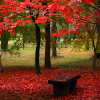Red leaf fall wallpaper