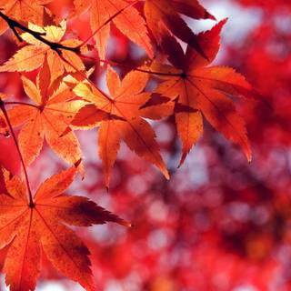 Red leaf fall wallpaper