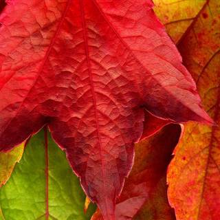 Red leaf fall wallpaper