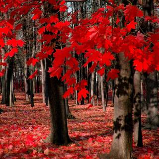 Red leaf fall wallpaper