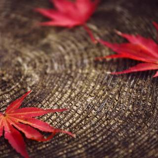 Red leaf fall wallpaper