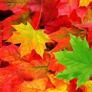 Red leaf fall wallpaper