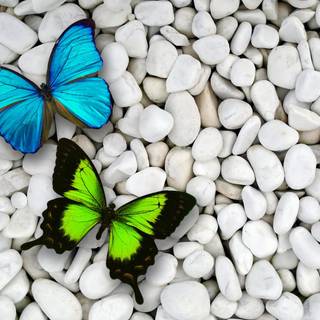 Birds and butterflies wallpaper