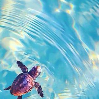 Baby sea turtle wallpaper