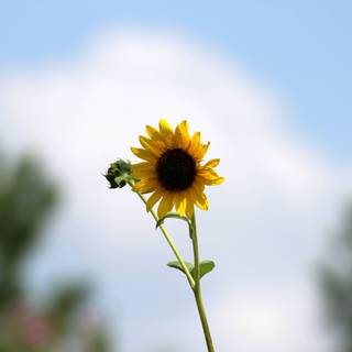 Rising sun and sunflowers wallpaper