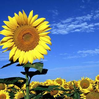 Rising sun and sunflowers wallpaper
