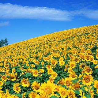 Rising sun and sunflowers wallpaper