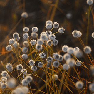 Macro tiny white flower wallpaper