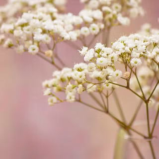 Macro tiny white flower wallpaper