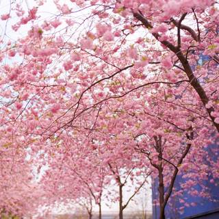 Spring blossoms flowers wallpaper