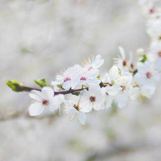 Spring blossoms flowers wallpaper