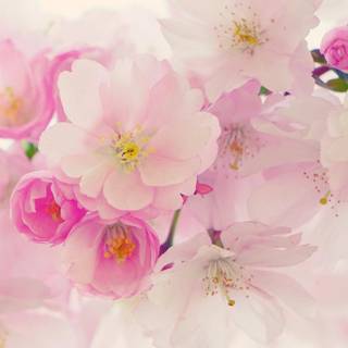 Spring blossoms flowers wallpaper