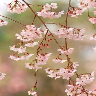 Spring blossoms flowers wallpaper