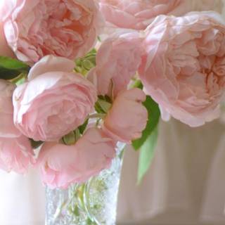 Light pink Peonies bouquet wallpaper