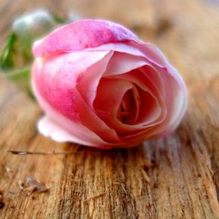 Santa banta wallpaper nature