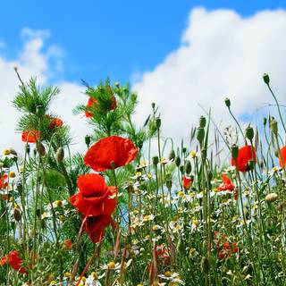 Poppies flowers wallpaper