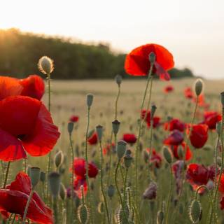 Poppies flowers wallpaper