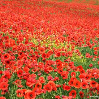 Poppies flowers wallpaper