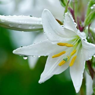 Pink and white Lilies wallpaper