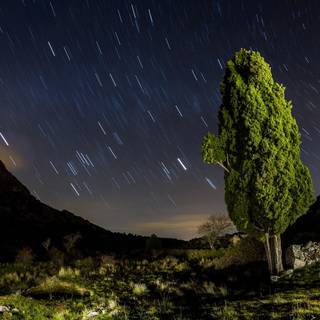 Trees night Star Trail wallpaper