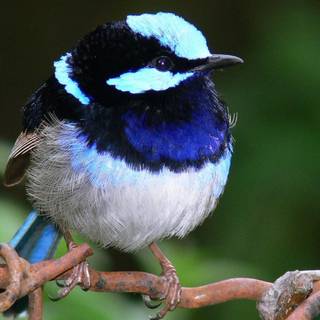 Fairy with birds wallpaper