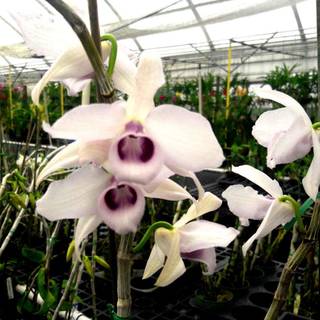 Hono Hono Orchid wallpaper